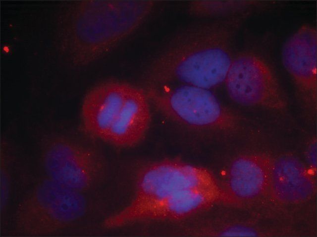 Anti-phospho-TH (pSer<sup>40</sup>) antibody produced in rabbit