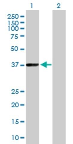 Anti-PHYH antibody produced in mouse