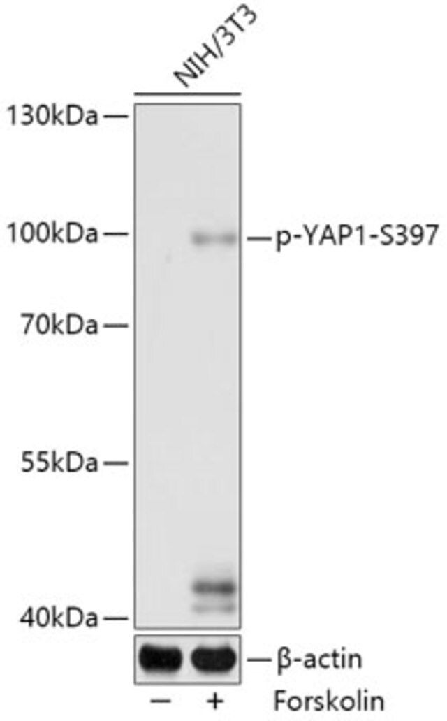 Anti-phospho-YAP1-S397 antibody produced in rabbit