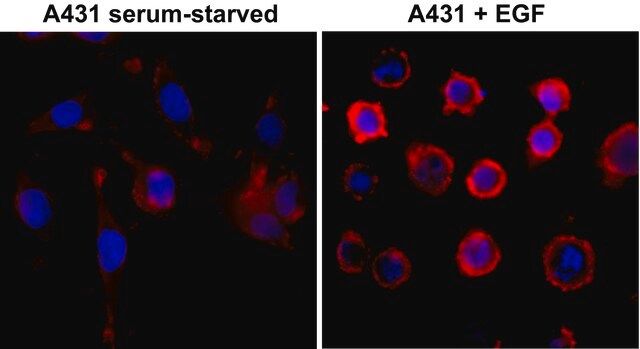 Anti-Phosphotyrosine antibody, Rabbit monoclonal