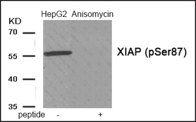 Anti-phospho-XIAP (pSer<sup>87</sup>) antibody produced in rabbit