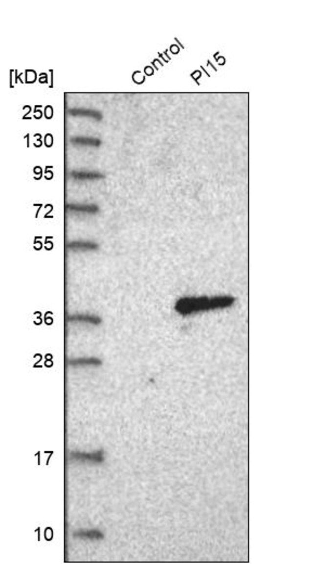 Anti-PI15 antibody produced in rabbit