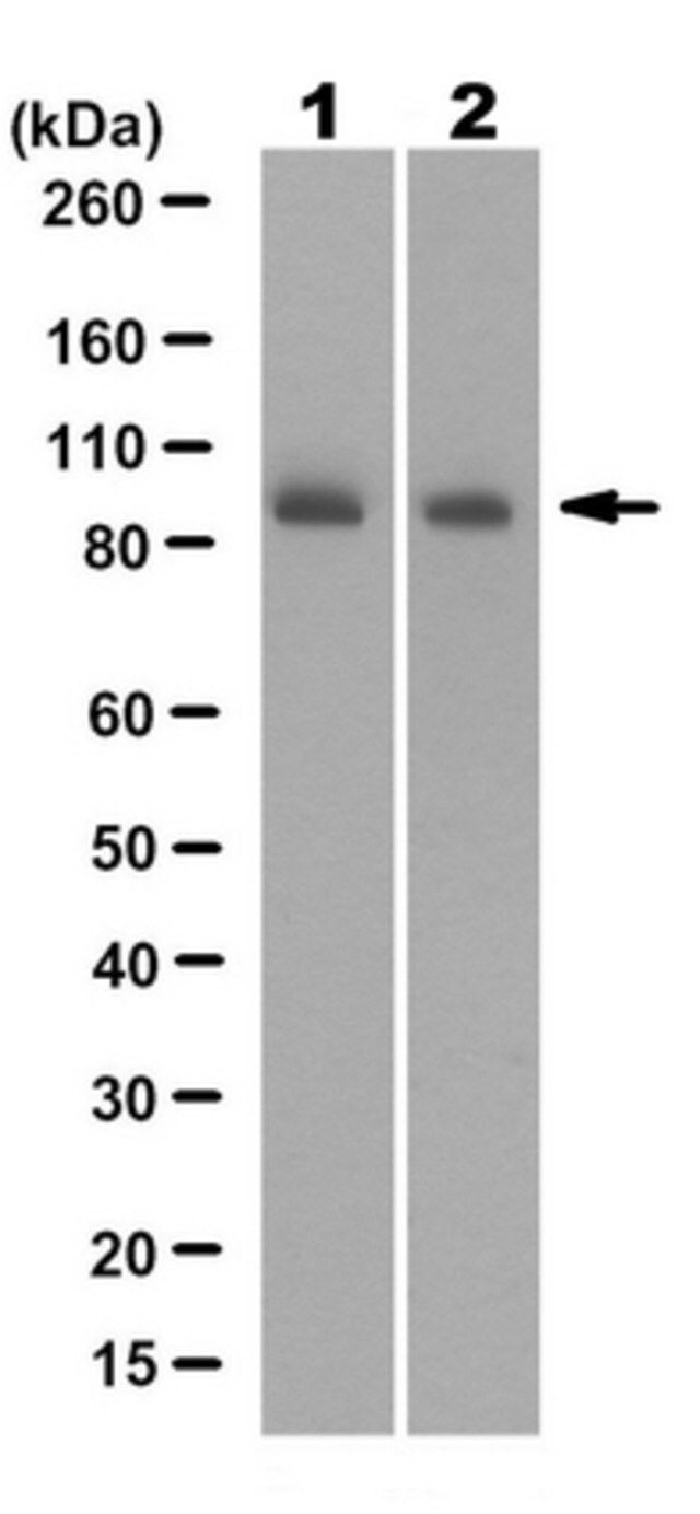 Anti-PI3 Kinase Antibody, p85 Antibody, N-SH3 Antibody, clone 1D5.1