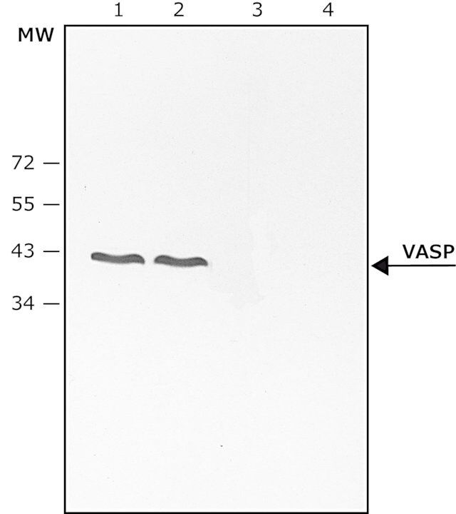 Anti-phospho-VASP [pThr<sup>278</sup>] antibody produced in rabbit