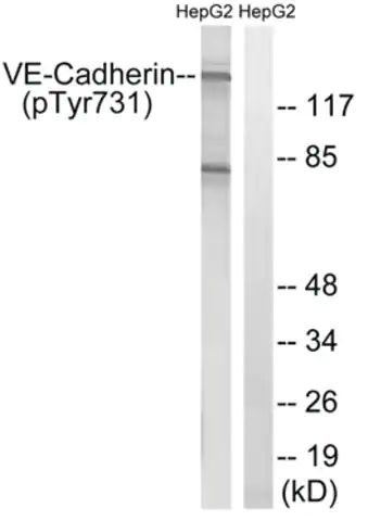 Anti-phospho-VE-Cadherin (pTyr<sup>731</sup>) antibody produced in rabbit