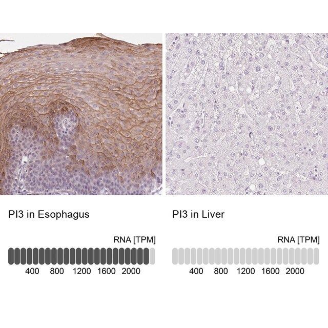 Anti-PI3 antibody produced in rabbit