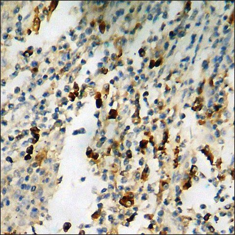 Anti-phospho-Synapsin1 (pSer<sup>605</sup>) antibody produced in rabbit