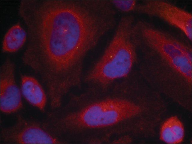 Anti-phospho-SYT1 (pSer<sup>309</sup>) antibody produced in rabbit