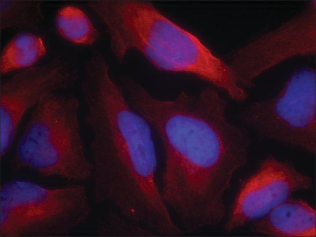 Anti-phospho-Th (pSer<sup>19</sup>) antibody produced in rabbit