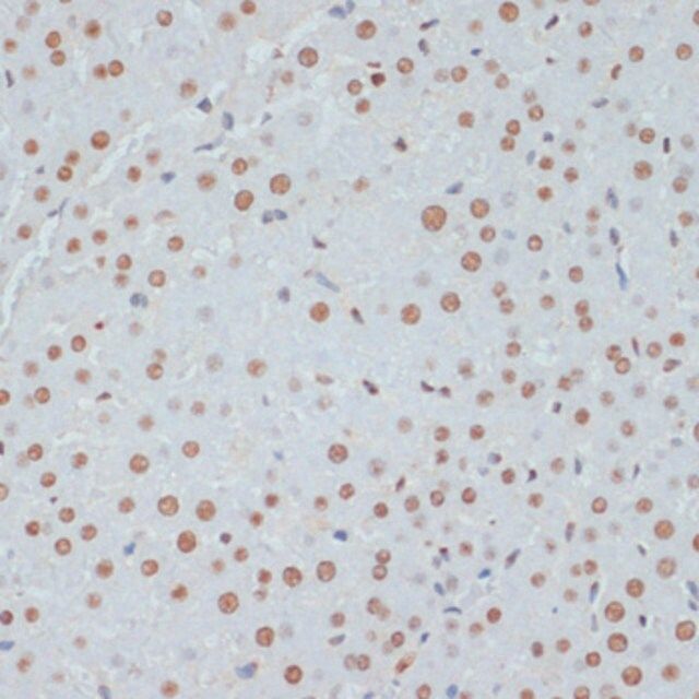 Anti-Phospho-TP53-S33 antibody produced in rabbit