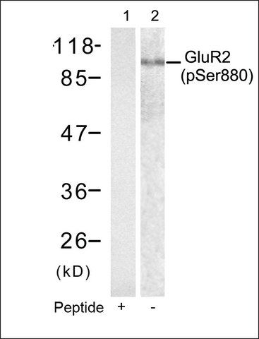 Anti-phospho-GRIA2 (pSer<sup>880</sup>) antibody produced in rabbit