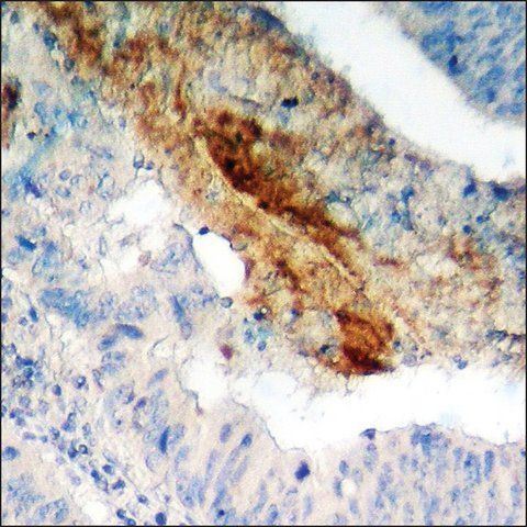 Anti-phospho-GRF-1 (pTyr<sup>1105</sup>) antibody produced in rabbit