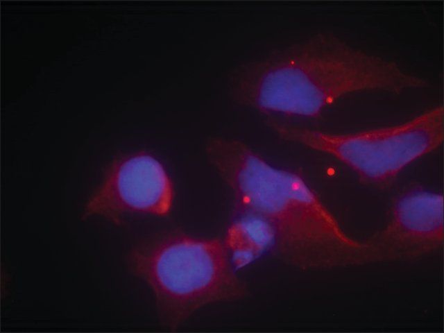 Anti-phospho-GRIN2B (pTyr<sup>1474</sup>) antibody produced in rabbit