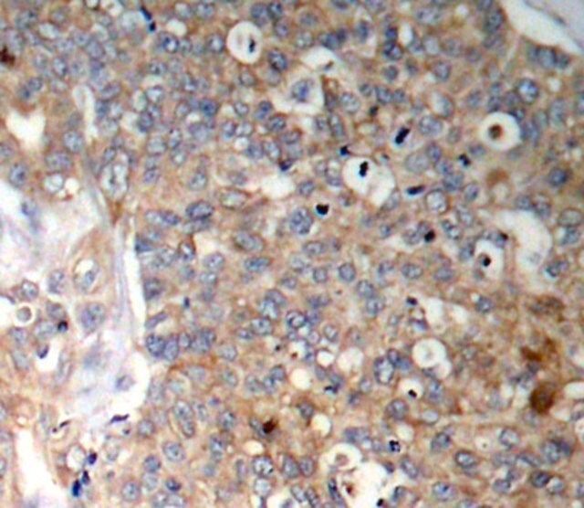 Anti-Phospho-GSK3B-Y216 antibody produced in rabbit