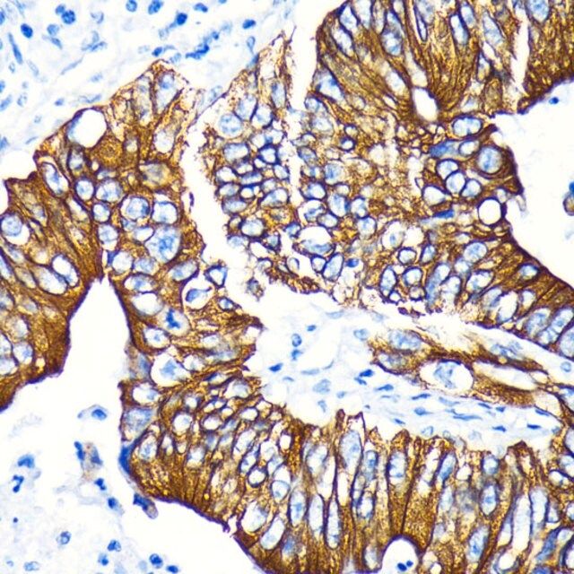 Anti-Phospho-GSK3-S9 antibody produced in rabbit