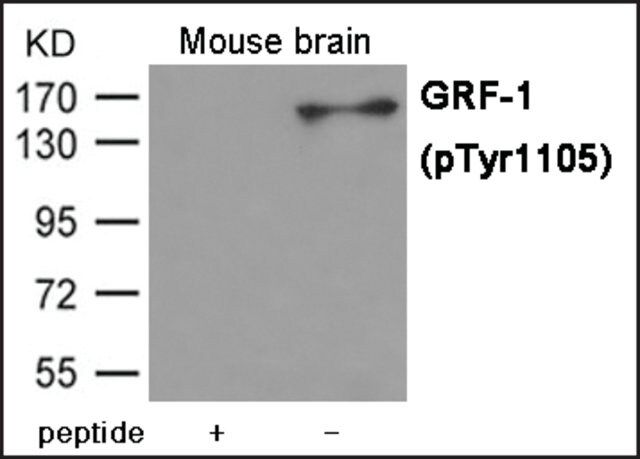 Anti-phospho-GRF-1 (pTyr<sup>1105</sup>) antibody produced in rabbit