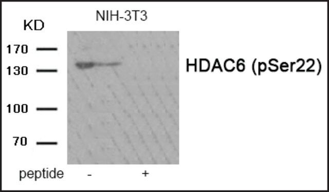 Anti-phospho-HDAC6 (pSer<sup>22</sup>) antibody produced in rabbit