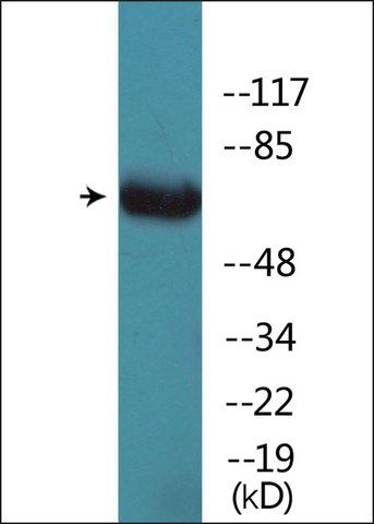 Anti-phospho-GRB2 (pSer<sup>159</sup>) antibody produced in rabbit