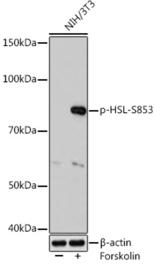 Anti-Phospho-HSL-S853 antibody produced in rabbit