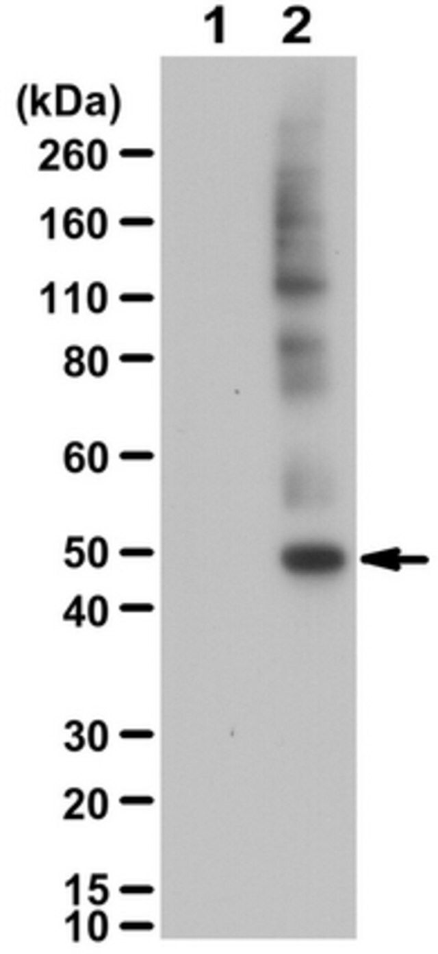 Anti-phospho-Keratin-18 Antibody (Ser52)