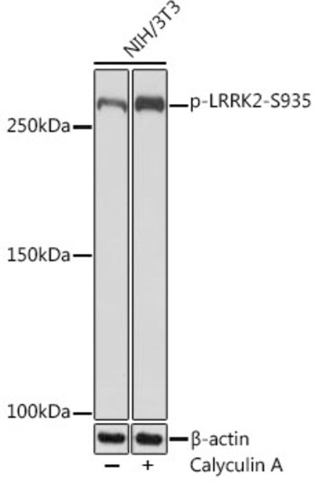 Anti-Phospho-LRRK2-S935 antibody produced in rabbit