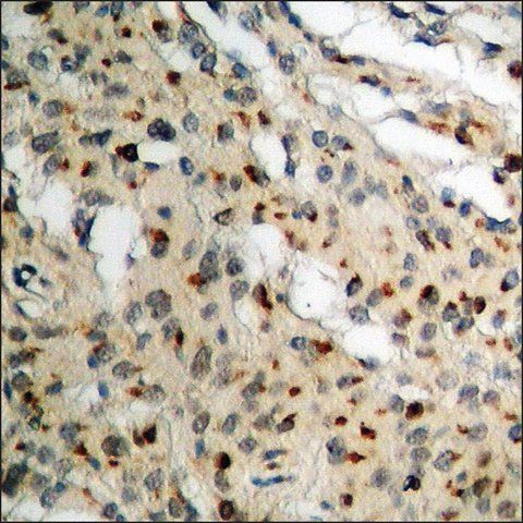 Anti-phospho-Lamin A/C (pSer<sup>392</sup>) antibody produced in rabbit