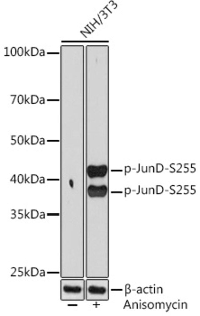 Anti-Phospho-JunD-S255 antibody produced in rabbit