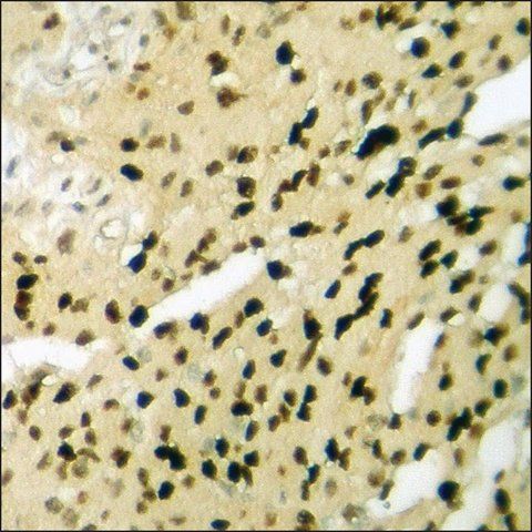 Anti-phospho-LKB1 (pSer<sup>428</sup>) antibody produced in rabbit