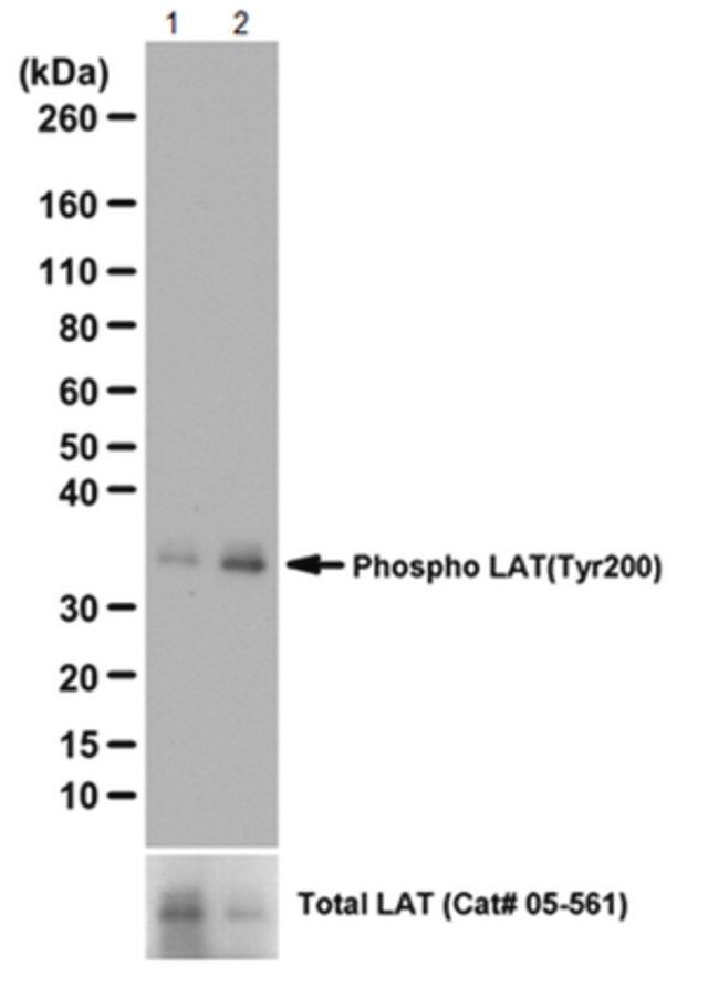 Anti-phospho-LAT Antibody