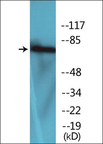 Anti-phospho-LIMK2 (pThr<sup>505</sup>) antibody produced in rabbit