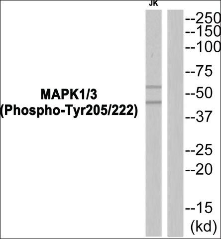 Anti-phospho-MAPK1/3 (pTyr<sup>205/222</sup>) antibody produced in rabbit