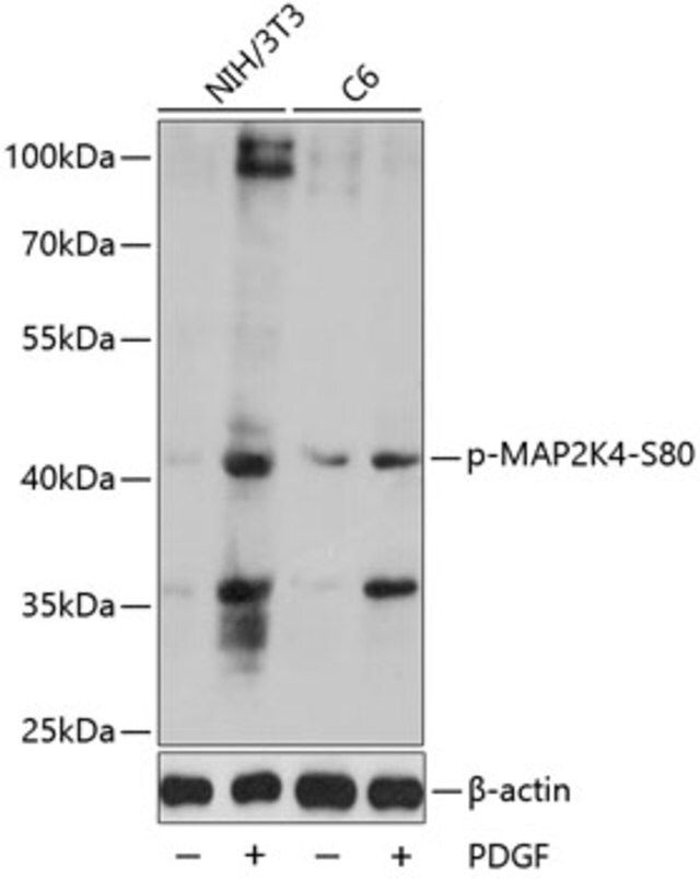 Anti-Phospho-MAP2K4-S80 antibody produced in rabbit