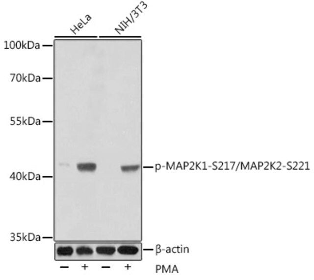 Anti-Phospho-MAP2K1-S217/MAP2K2-S221 antibody produced in rabbit