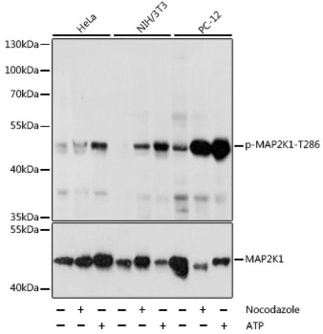 Anti-Phospho-MAP2K1-T286 antibody produced in rabbit