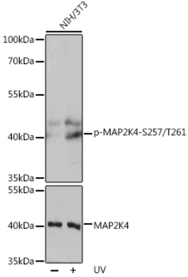 Anti-Phospho-MAP2K4-S257/T261 antibody produced in rabbit