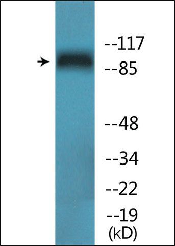 Anti-phospho-MCM4 (pSer<sup>54</sup>) antibody produced in rabbit