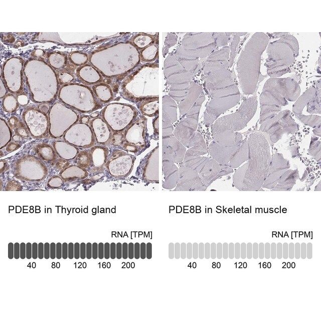 Anti-PDE8B antibody produced in rabbit