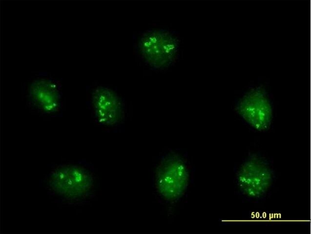 Anti-PDE9A antibody produced in mouse