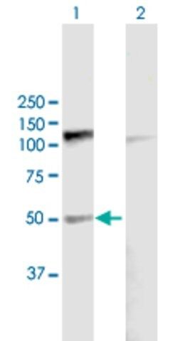 Anti-PDE7B antibody produced in mouse