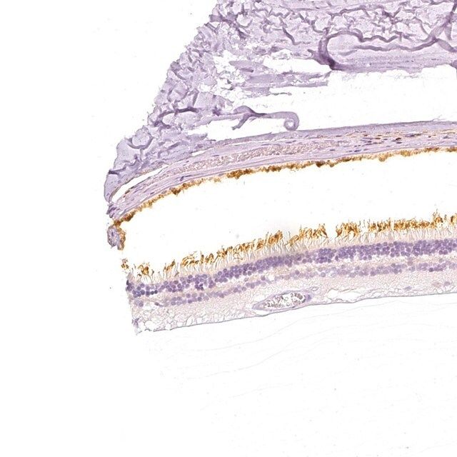 Anti-PDE6B antibody produced in rabbit