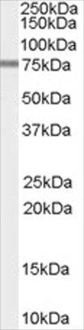 Anti-PDE4D3 antibody produced in goat