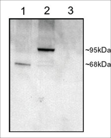 Anti-PDE4D antibody produced in goat