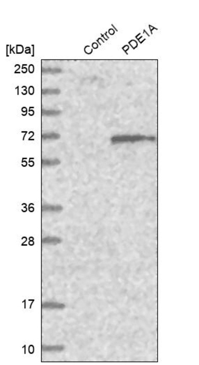 Anti-PDE1A antibody produced in rabbit