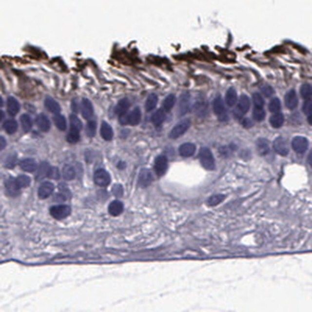 Anti-PDE6H antibody produced in rabbit