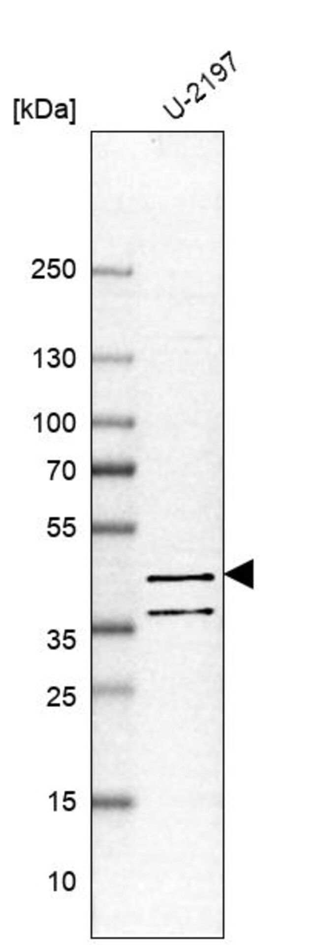 Anti-PDE7B antibody produced in rabbit