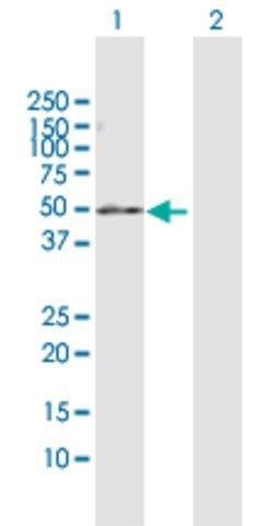 Anti-PDE7B antibody produced in rabbit