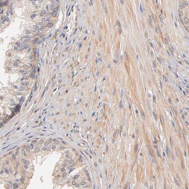 Anti-PDE5A antibody produced in rabbit