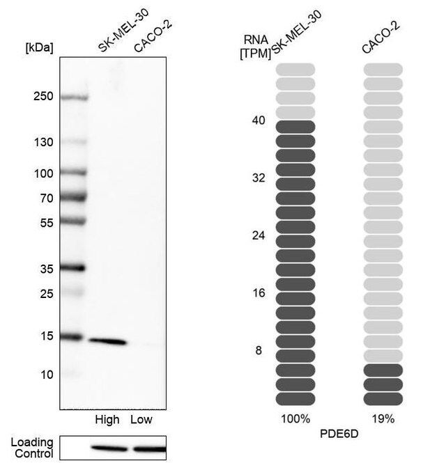 Anti-PDE6D antibody produced in rabbit