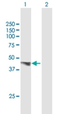 Anti-PDGFD antibody produced in mouse