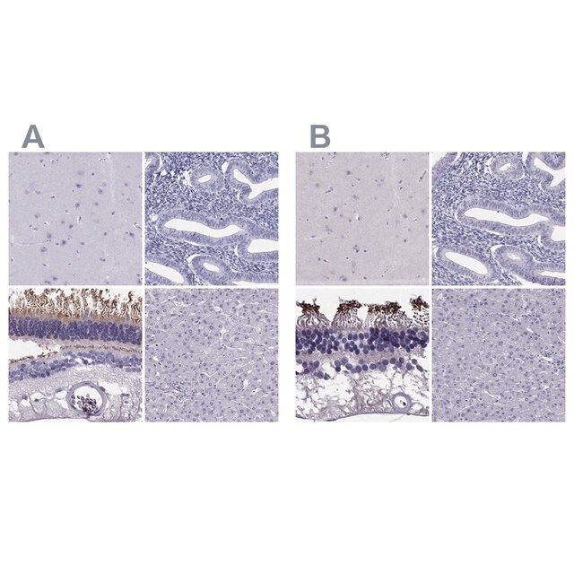 Anti-PDE6A antibody produced in rabbit